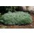 Artemisia schmidtiana  'Nana'-Japán üröm