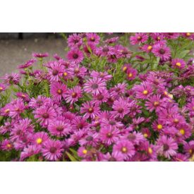 Aster dumosus 'Jenny'-Őszirózsa