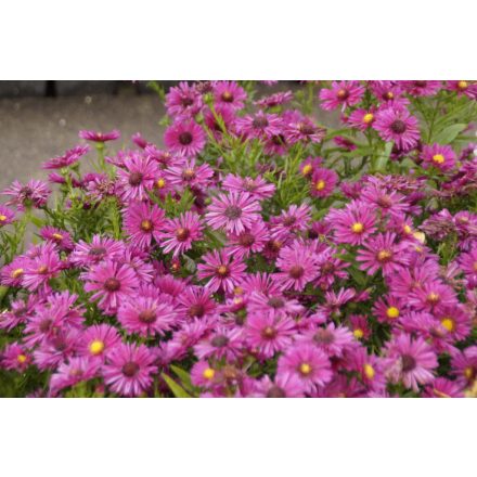 Aster dumosus 'Jenny'-Őszirózsa