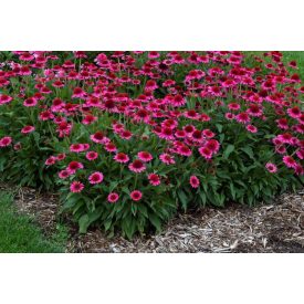 Echinacea purpurea 'Delicious candy'-Kasvirág