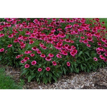 Echinacea purpurea 'Delicious candy'-Kasvirág