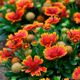   Gaillardia aristata 'Spintop Orange Halo'-Kokárdavirág