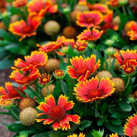 Gaillardia aristata 'Spintop Orange Halo'-Kokárdavirág