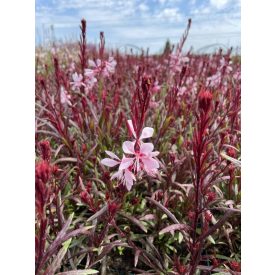 Gaura lindheimeri 'Graceful pink'-Díszgyertya