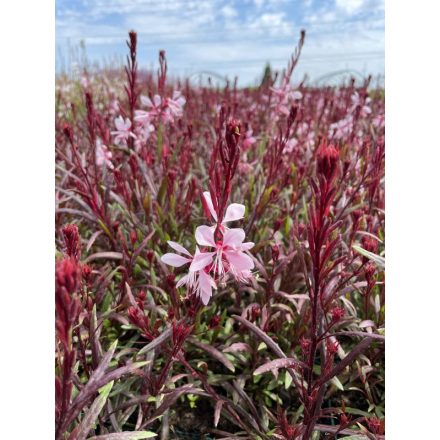 Gaura lindheimeri 'Graceful pink'-Díszgyertya