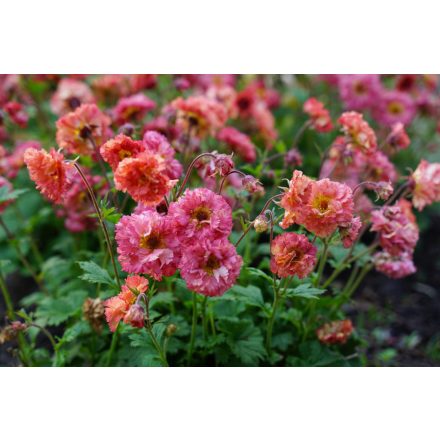 Geum 'Bohema Pink'-Gyömbérgyökér