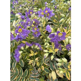   Polemonium pulcherrimum 'Golden feathers'-Csatavirág