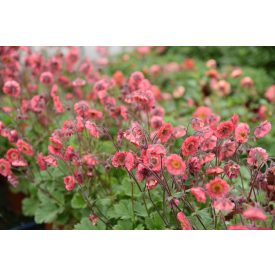 Geum 'Pink Petticoats'-Gyömbérgyökér