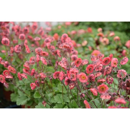 Geum 'Pink Petticoats'-Gyömbérgyökér