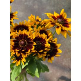 Rudbeckia hirta 'Kick-Star Kissing'-Kúpvirág