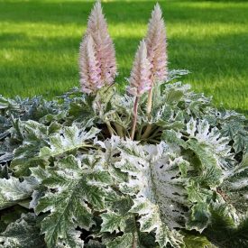 Acanthus mollis 'Tasmanian angel'-Medveköröm