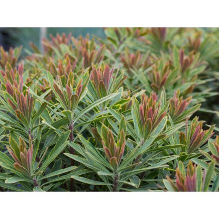 Euphorbia 'Ascot Rainbow'-Színeváltó kutyatej