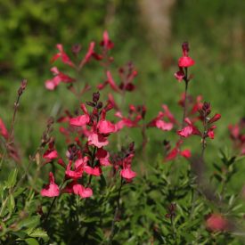 Salvia greggii 'Lipstick'-Őszi zsálya
