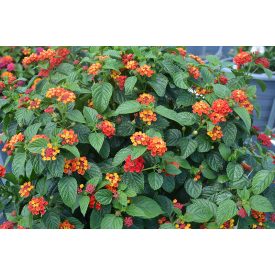 Lantana camara 'Havana rose'-Sétányrózsa