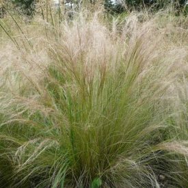 Stipa 'Pony tails'-Árvalányhaj