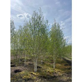Betula utilis 'Doorenbos'-Himalájai nyír