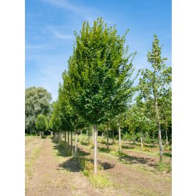 Carpinus betulus 'Lucas'-Oszlopos gyertyán