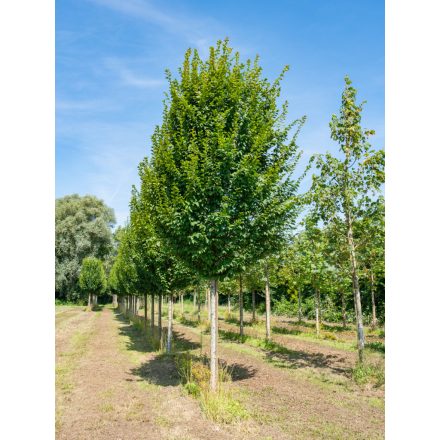 Carpinus betulus 'Lucas'-Oszlopos gyertyán