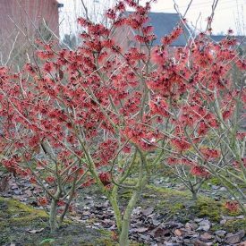   Hamamelis intermedia 'Diane'-vörös varázsmogyoró
