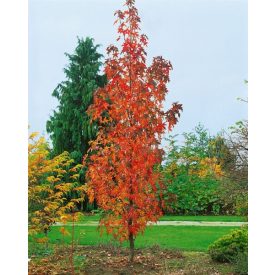   Liquidambar styraciflua 'Slender Silhouette'-oszlopos ámbrafa
