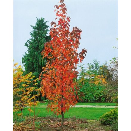Liquidambar styraciflua 'Slender Silhouette'-oszlopos ámbrafa