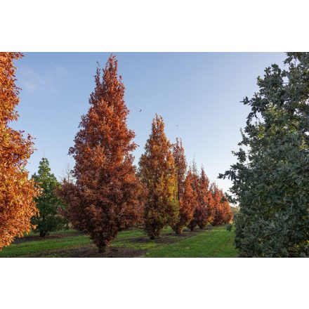 Quercus × bimundorum 'Crimson Spire' -Oszlopos mocsári tögy