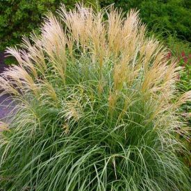 Miscanthus sinensis 'Krater' -Kínai ezüstfű