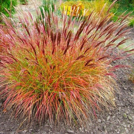 Miscanthus sinensis 'Red Chief'-Kínai ezüstfű