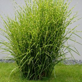 Miscanthus sinensis 'Strictus'-Kínai ezüstfű