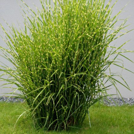 Miscanthus sinensis 'Strictus'-Kínai ezüstfű