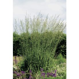 Molinia arundinacea 'Karl Foerster'-Kékperje