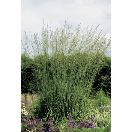 Molinia arundinacea 'Karl Foerster'-Kékperje