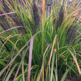   Pennisetum alopecuroides 'Black Beauty'-Tollborzfű
