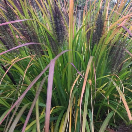 Pennisetum alopecuroides 'Black Beauty'-Tollborzfű