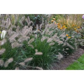 Pennisetum alopecuroides 'Hameln'-Tollborzfű