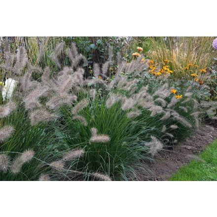 Pennisetum alopecuroides 'Hameln'-Tollborzfű