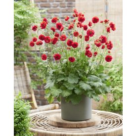 Geum 'Fire starter'-Gyömbérgyökér
