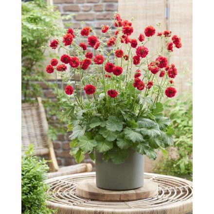 Geum 'Fire starter'-Gyömbérgyökér