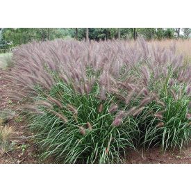 Pennisetum alopecuroides 'Red Head' -Tollborzfű