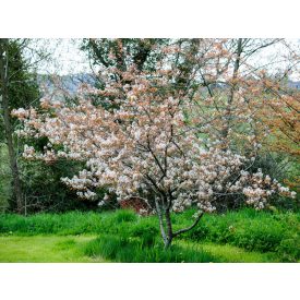 Amelanchier canadensis-Kanadai fanyarka