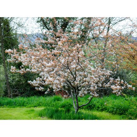 Amelanchier canadensis-Kanadai fanyarka