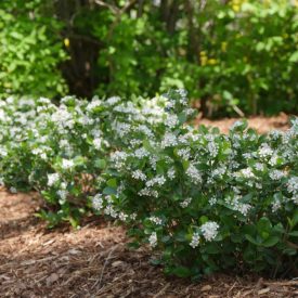 Aronia melanocarpa-Fekete berkenye