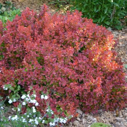 Berberis thunbergii 'Admiration'-Törpe japán borbolya