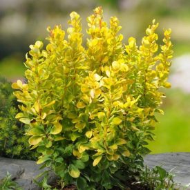   Berberis thunbergii 'Golden Rocket'-Oszlopos arany borbolya