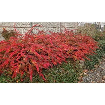 Berberis thunbergii 'Inspiration' -Tarka japán borbolya