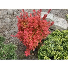   Berberis thunbergii 'Orange Ice'-Narancssárga japán borbolya