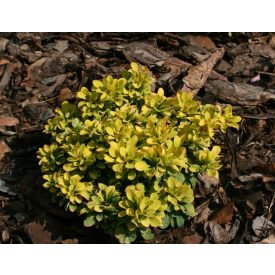   Berberis thunbergii 'Tiny Gold'-Törpe arany borbolya
