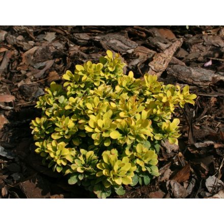 Berberis thunbergii 'Tiny Gold'-Törpe arany borbolya