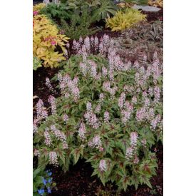 Tiarella hybrid 'sugar and spice' -Turbántok