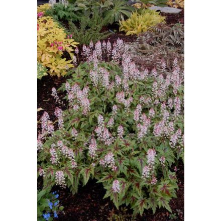 Tiarella hybrid 'sugar and spice' -Turbántok